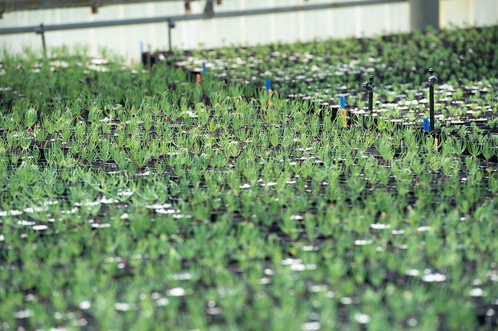 Plant research field 