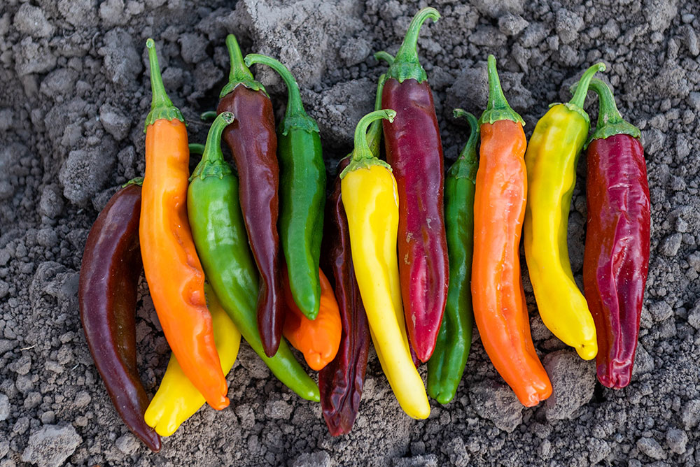 Green, yellow, orange and red chile peppers