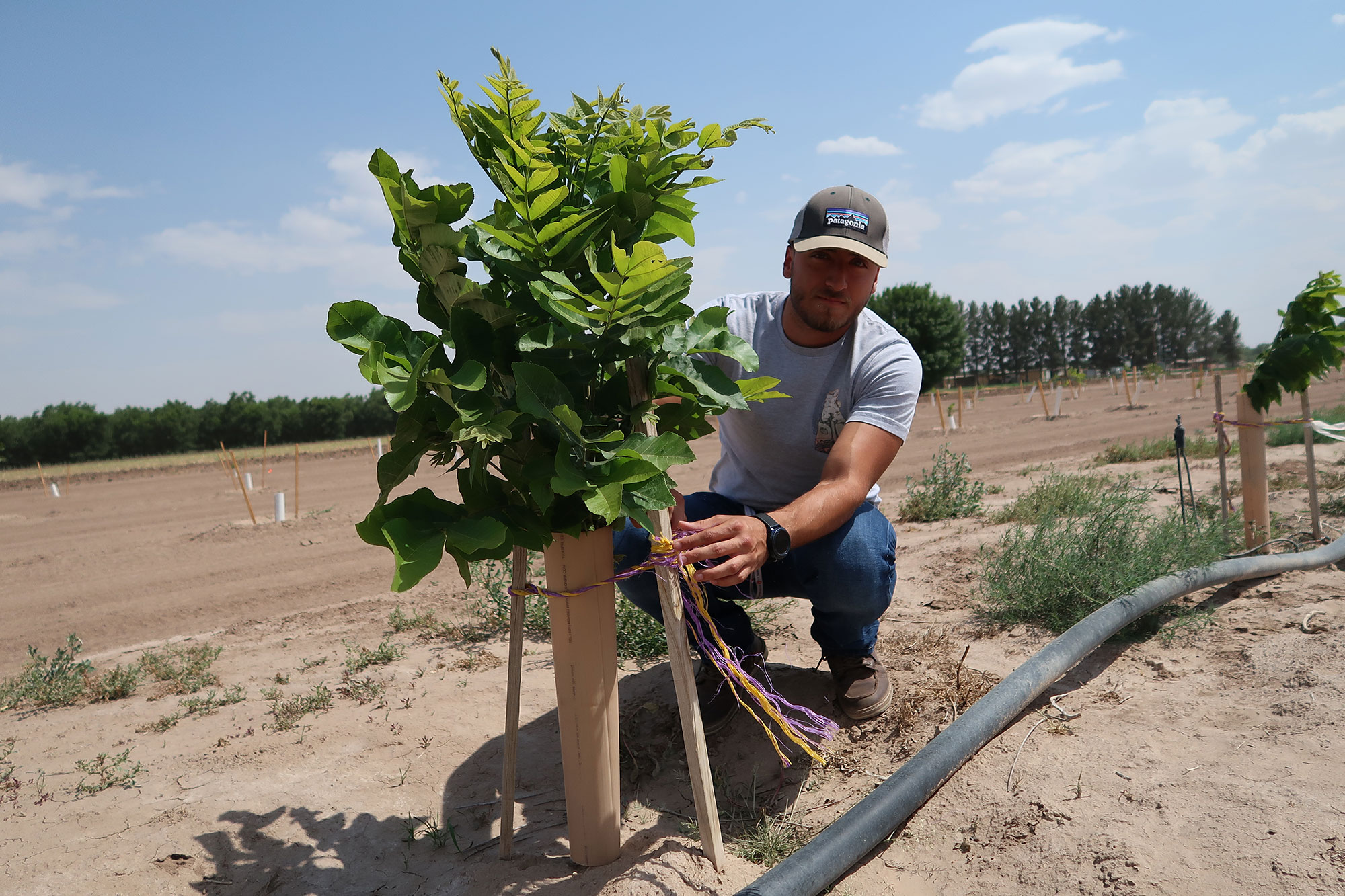 ACES Undergraduate Research Program